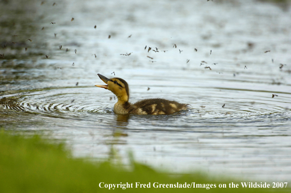 Mallard duckling eating bugs