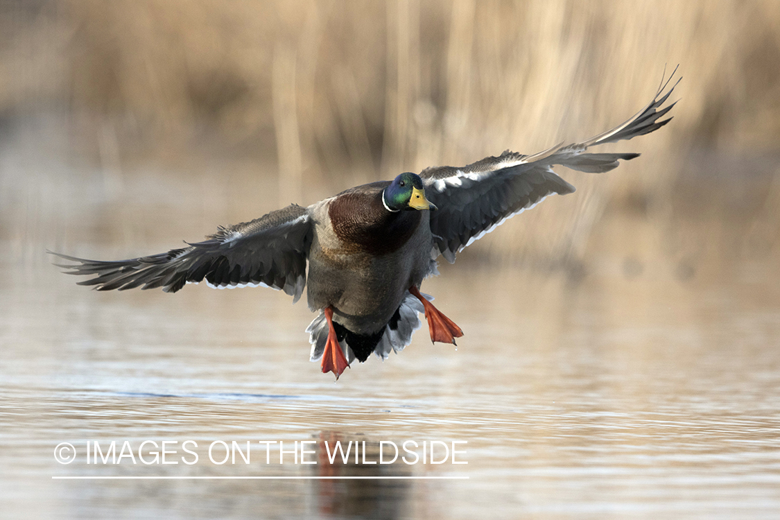 Mallard drake in flight.