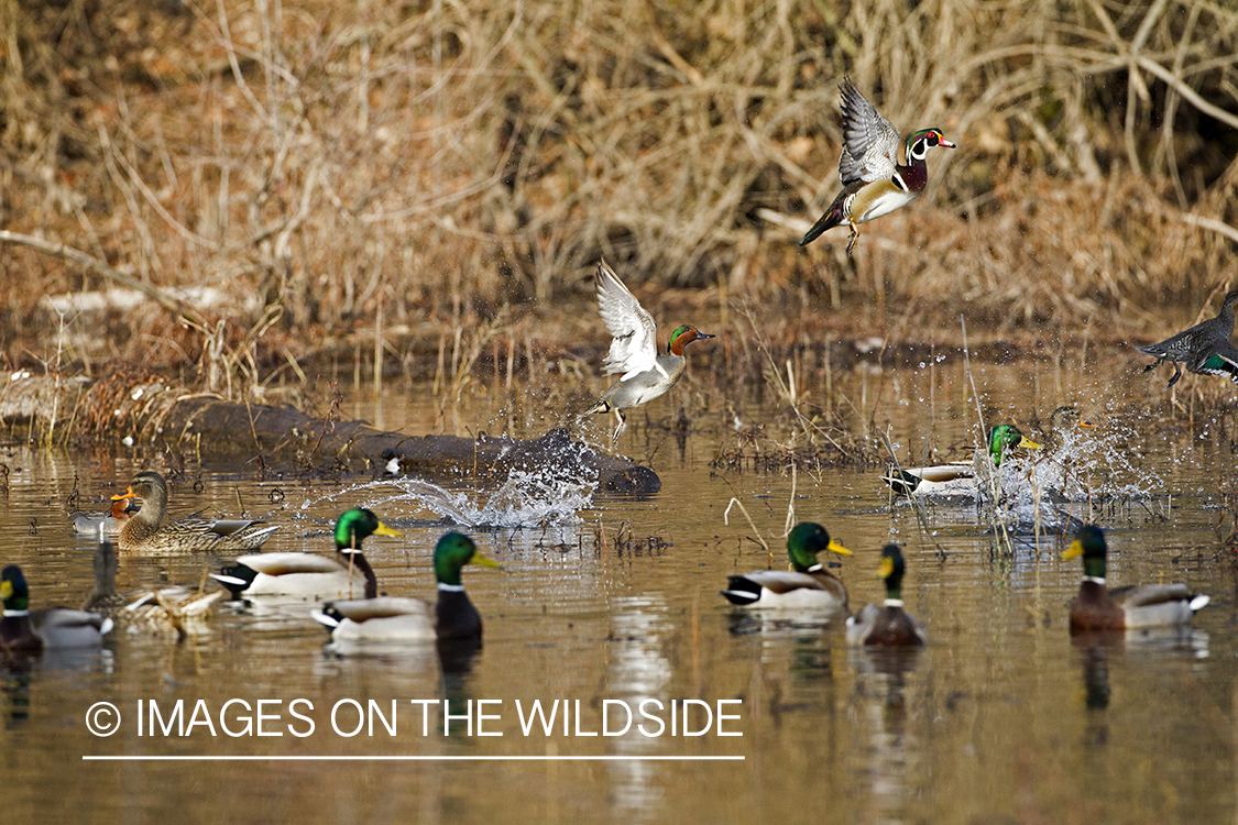 Green-winged Teal and Wood duck taking flight with Mallard flock in habitat.