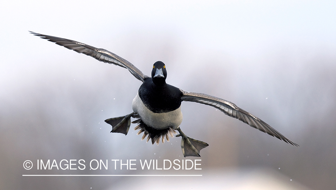 Lesser Scaup duck in flight.