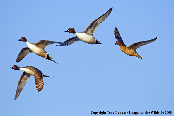 Pintails in habitat