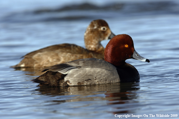 Redhead Drake and Hen