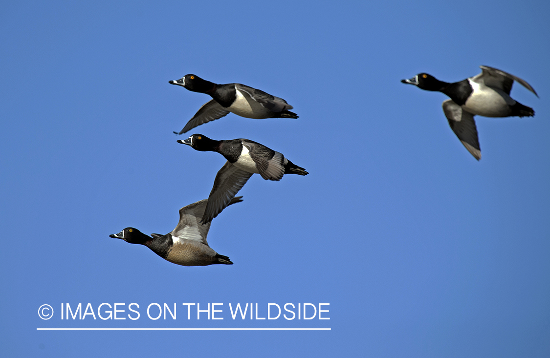 Ring-necked ducks in flight.