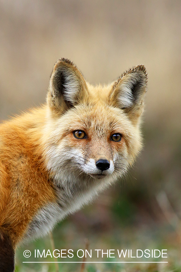 Red Fox in habitat.