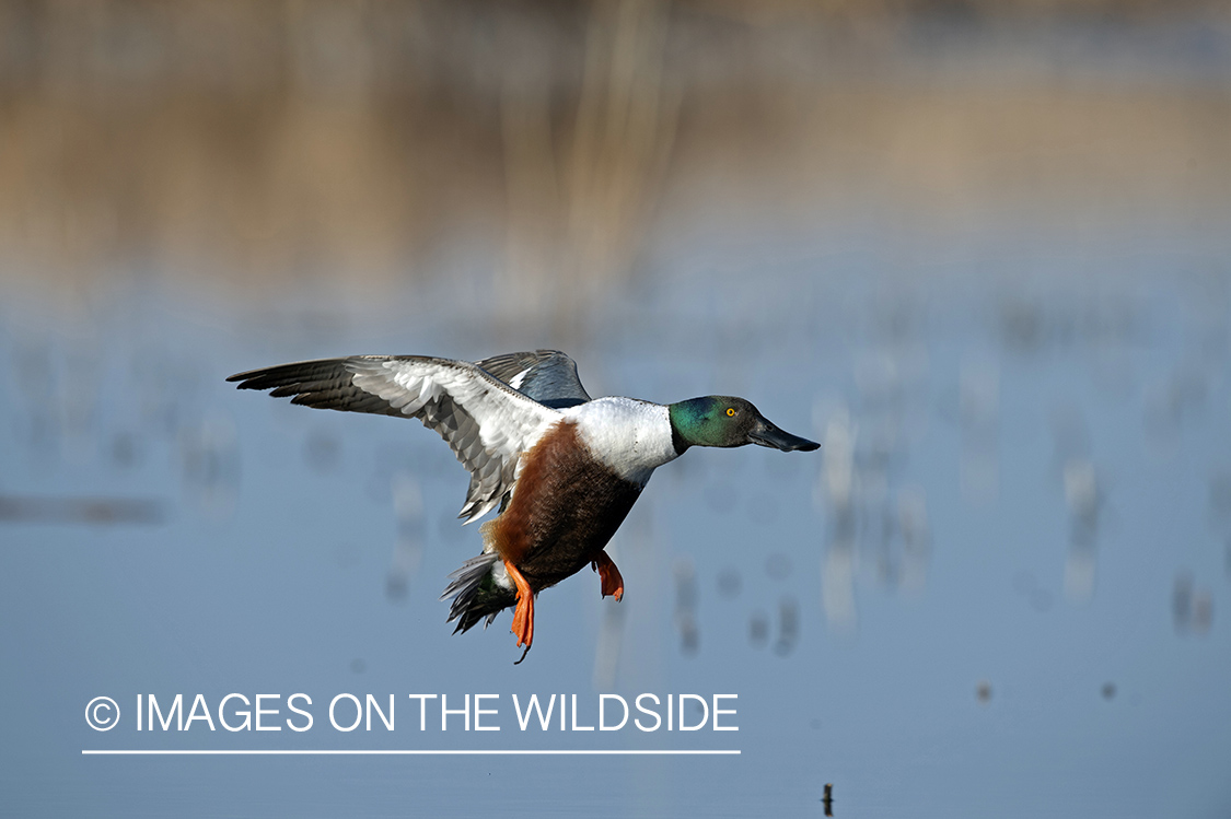 Shoveler duck in flight.