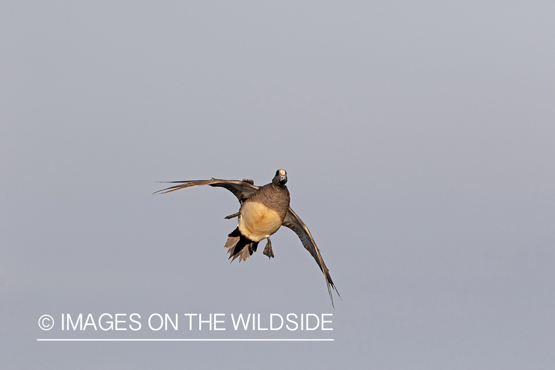 Wigeon in flight.