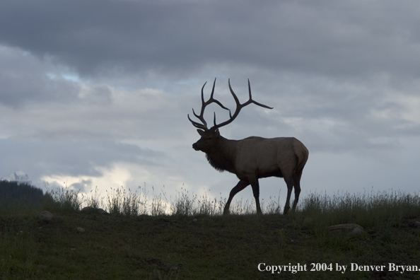 Rocky Mountain bull elk in habitat.