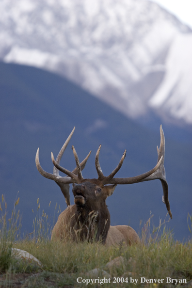 Rocky Mountain bull elk bugling.