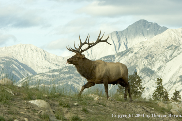 Rocky Mountain bull elk in habitat.