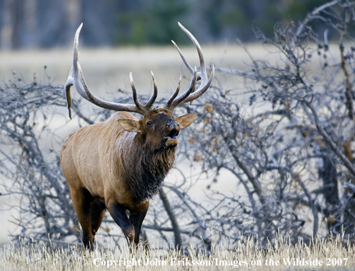 Elk in habitat