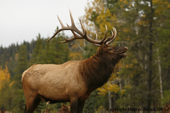 Rocky Mountain Elk bugling