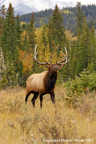 Rocky Mountain Elk 