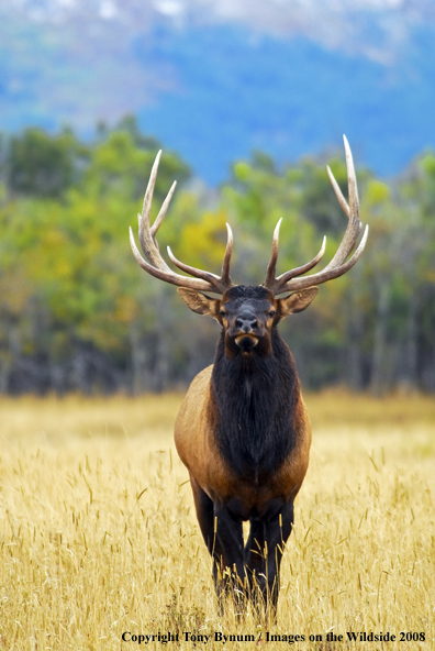 Rocky Mountain Elk in habitat