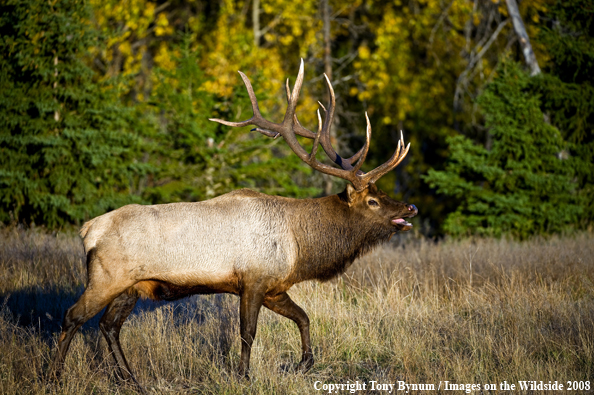 Bull Elk in field