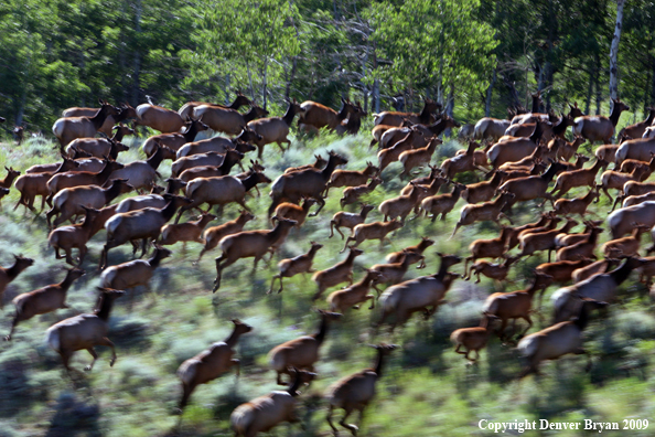 Rocky Mountain Elk in habitat