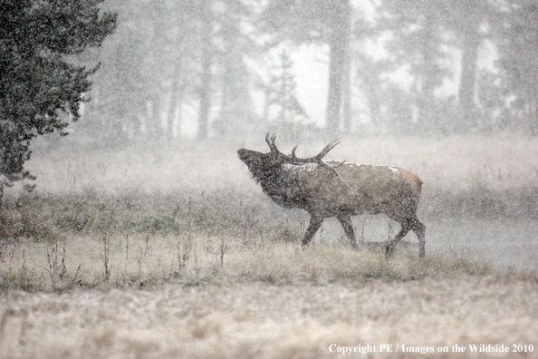 Rocky Mountain bull elk bugling. 