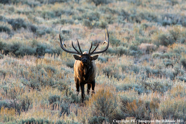 Rocky Mountain elk in habitat. 