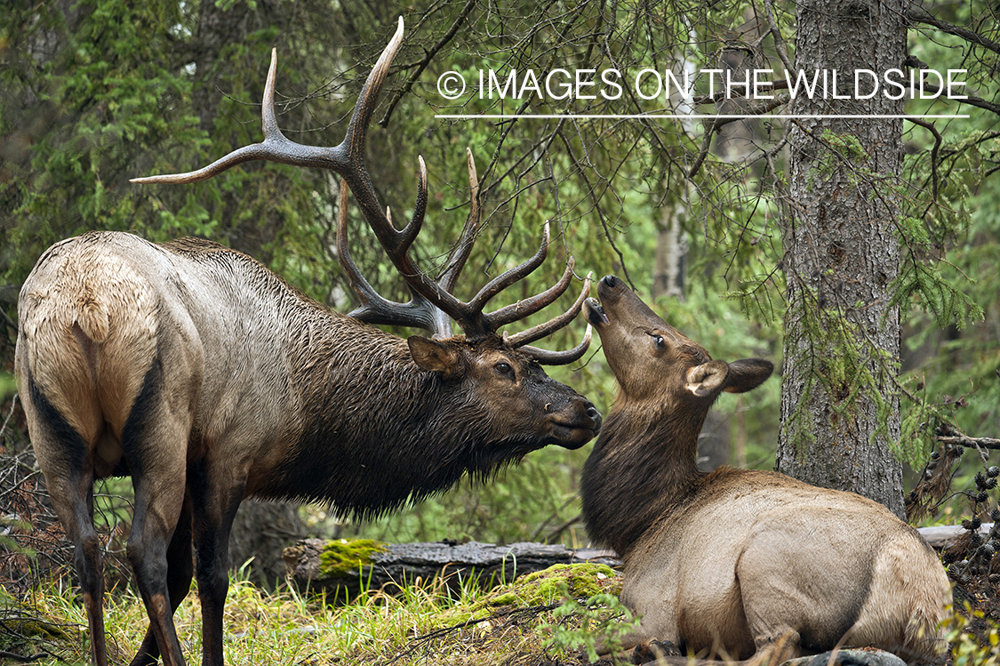 Rocky Mountain bull elk with cow. 