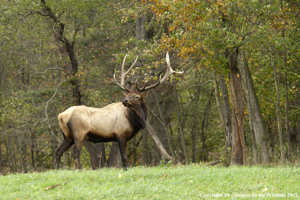 Rock Mountain Elk in habitat. 