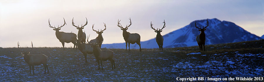 Rocky Moutain Elk in habitat.