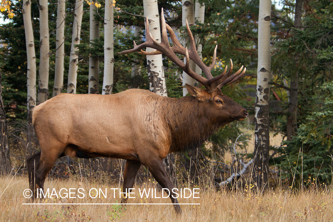 Rocky Mountain Bull Elk in habitat.