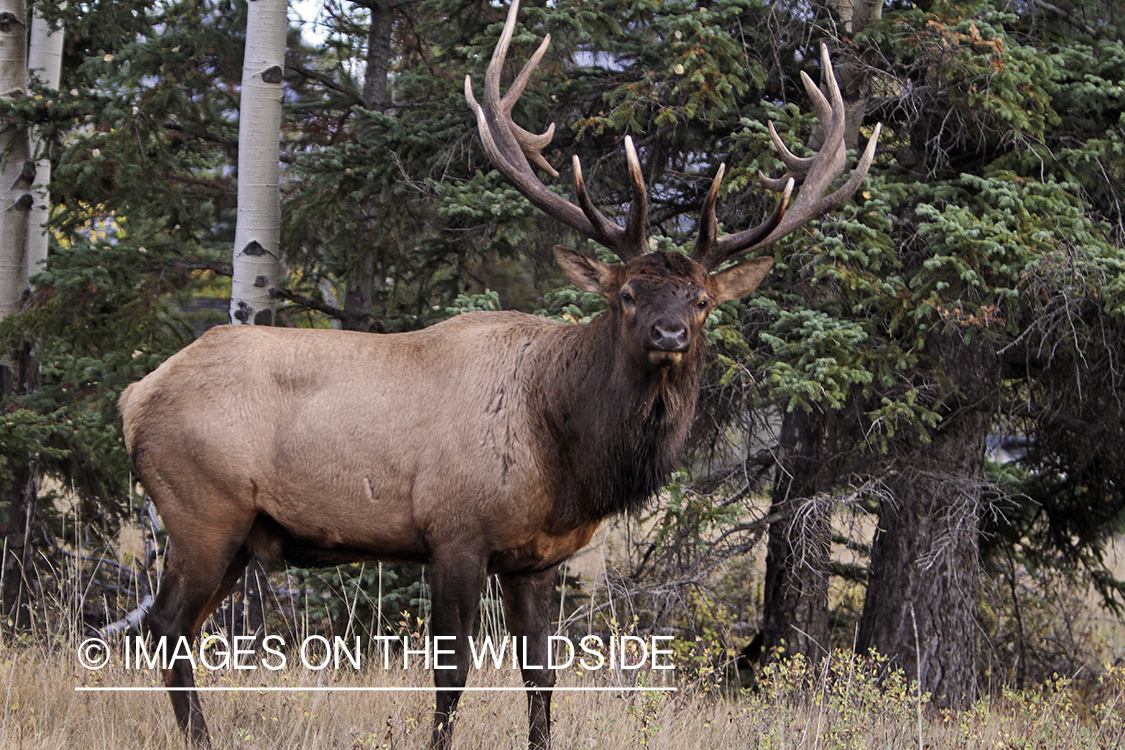 Rocky Mountain Bull Elk in habitat.