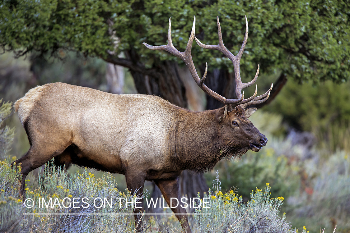 Rocky Mountain Bull Elk in habitat.