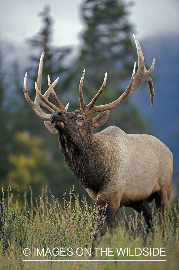 Bull elk sniffing air.