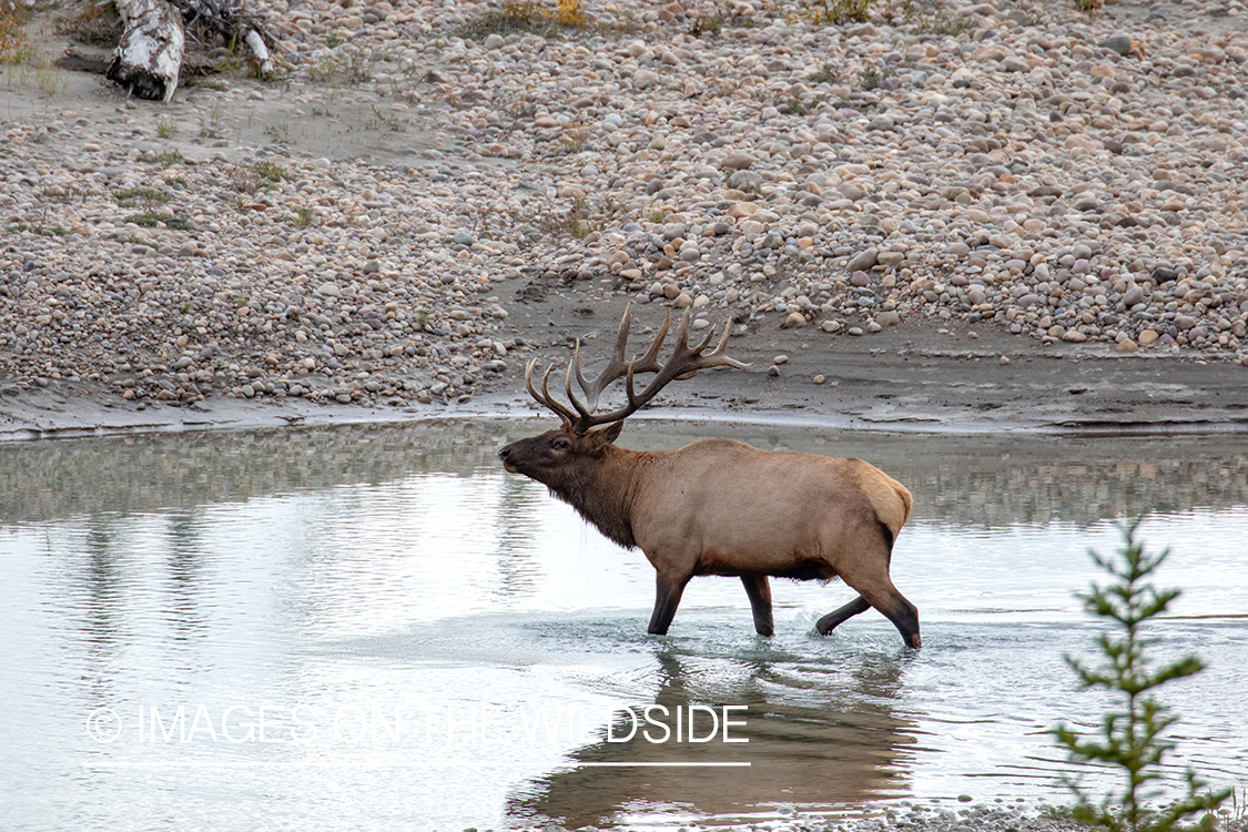 Bull elk in autumn habitat.