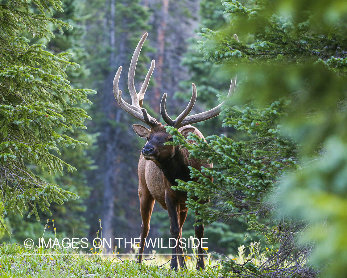 Bull elk in habitat.