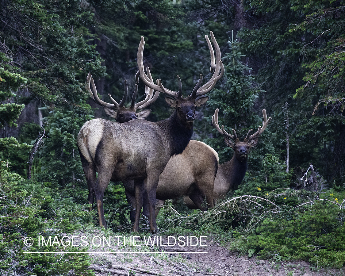 Rocky Mountain Elk in field.