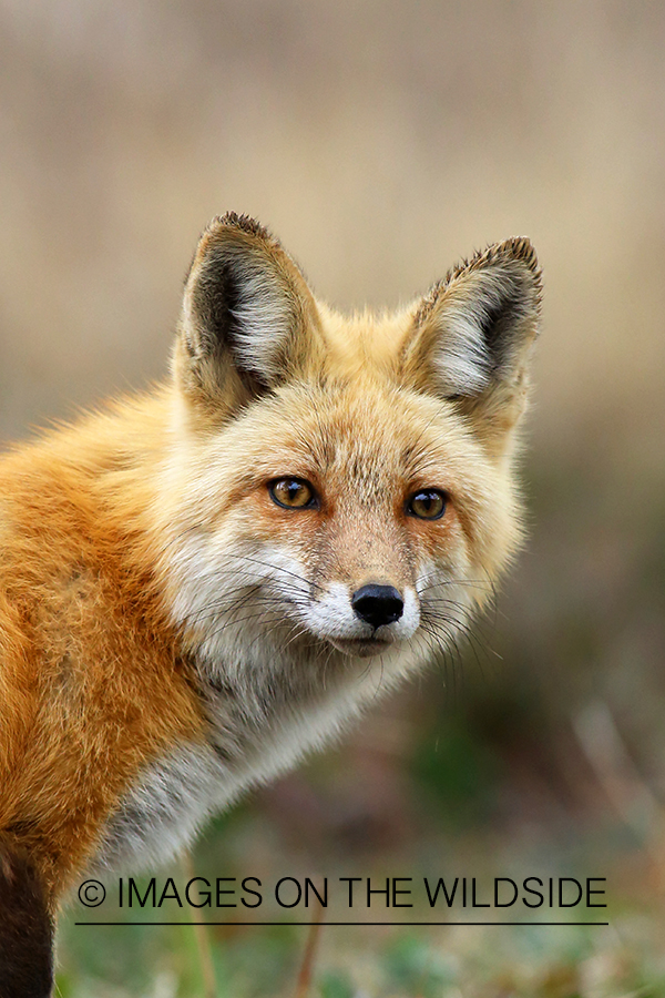 Red Fox in habitat.