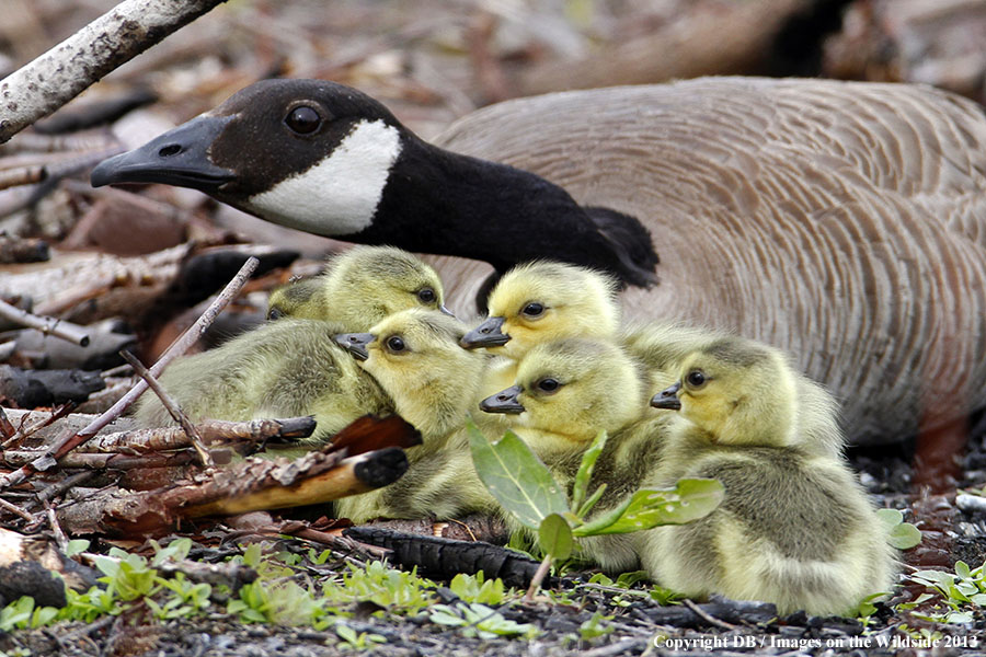 Goose with goslings.