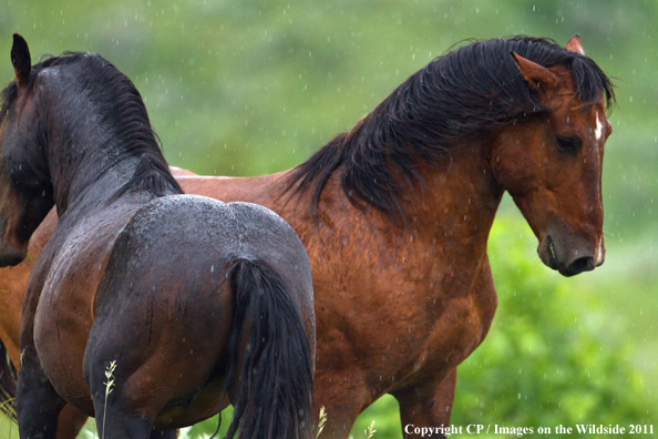 Wild horses.