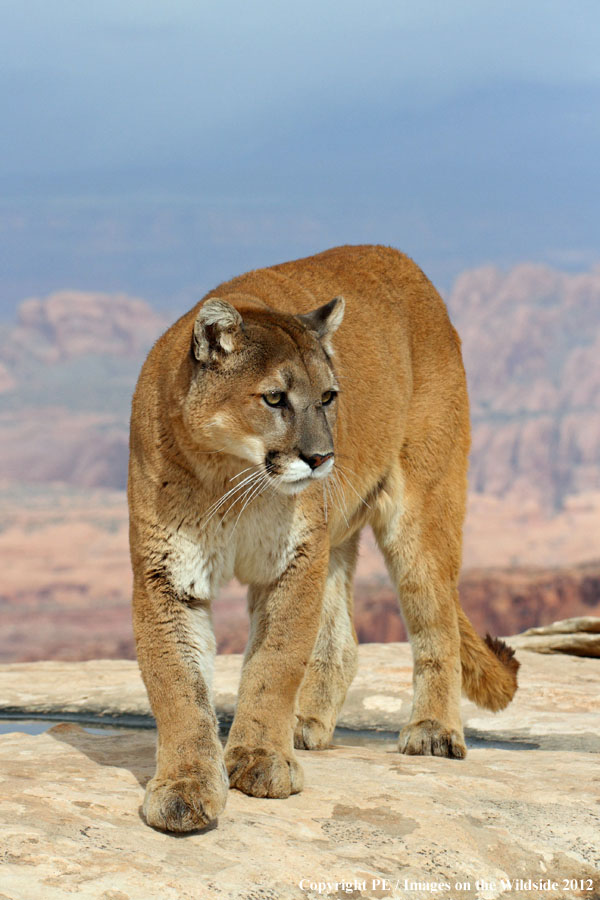 Mountain Lion in habitat.