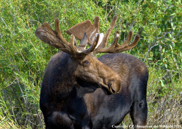 Shiras Moose in habitat. 