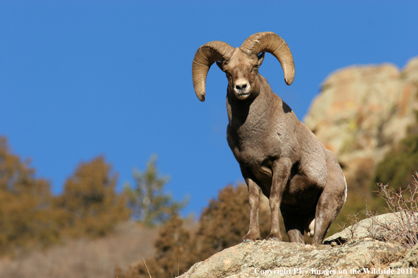 Rocky Mountain Bighorn Sheep in habitat. 