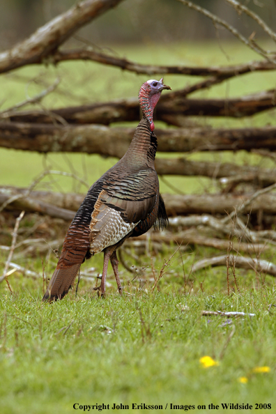 Eastern Wild Turkey