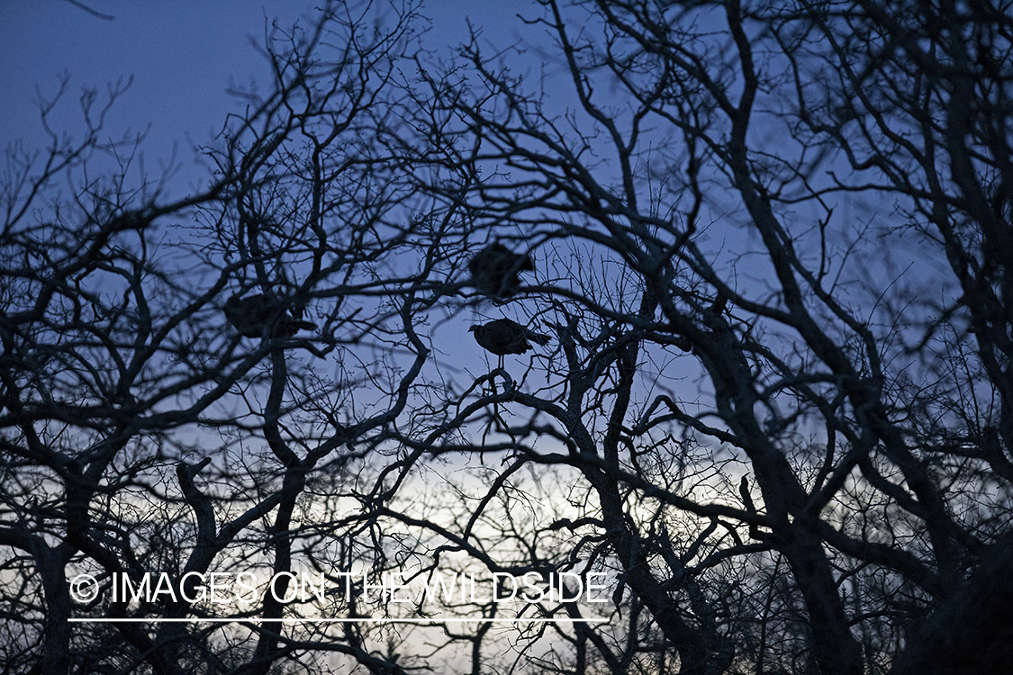 Eastern Wild Turkeys perched in tree.