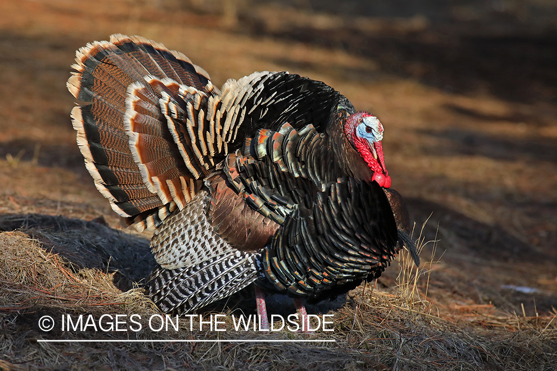 Merriam's turkey tom in full strut.