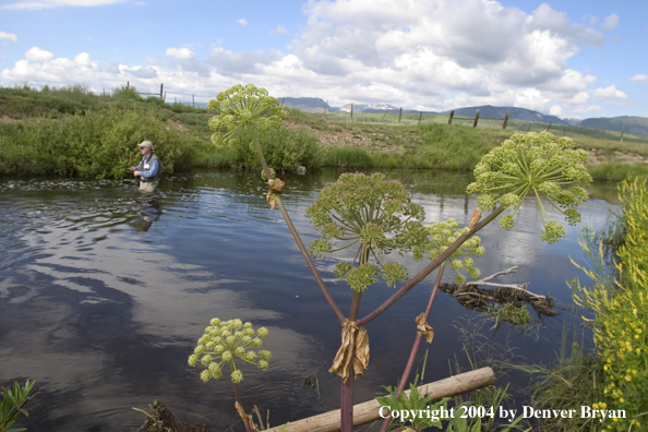 Flyfisherman on river.