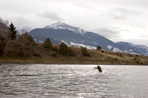 Flyfisherman casting heavy streamers on Yellowstone River, Montana.