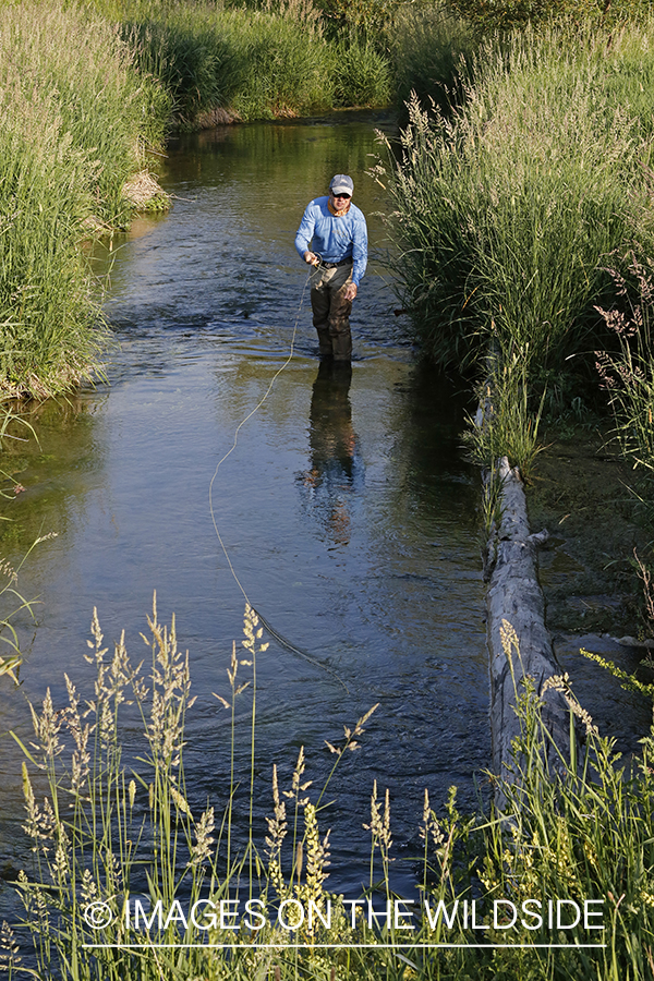 Fisherman casting line in stream.