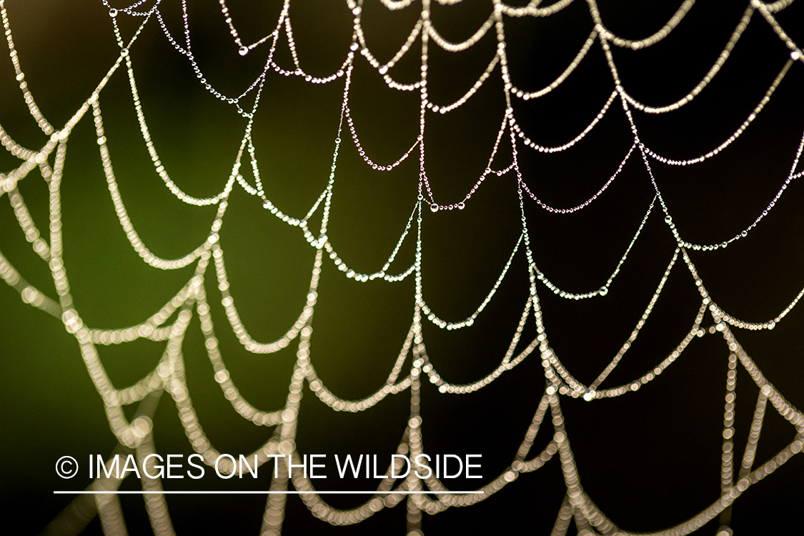 Dew covered spider web.