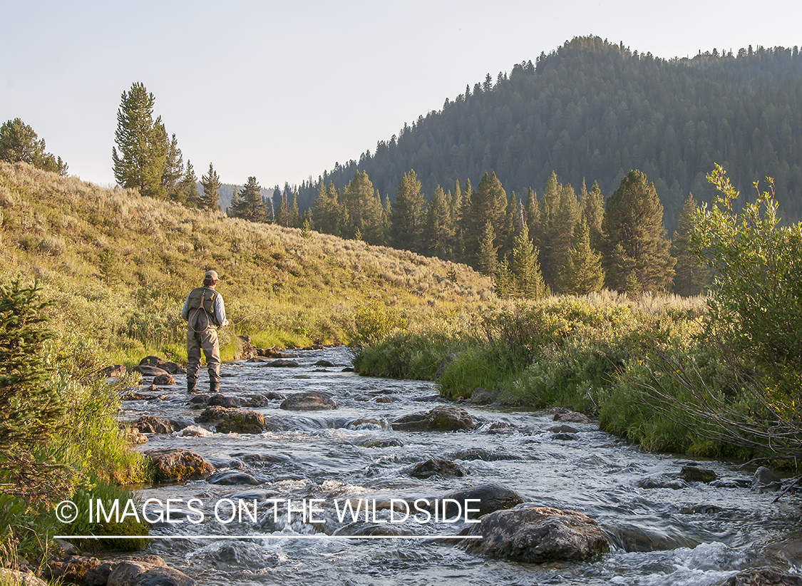 Flyfishing on Bacon Rind Creek, Yellowstone National Park.