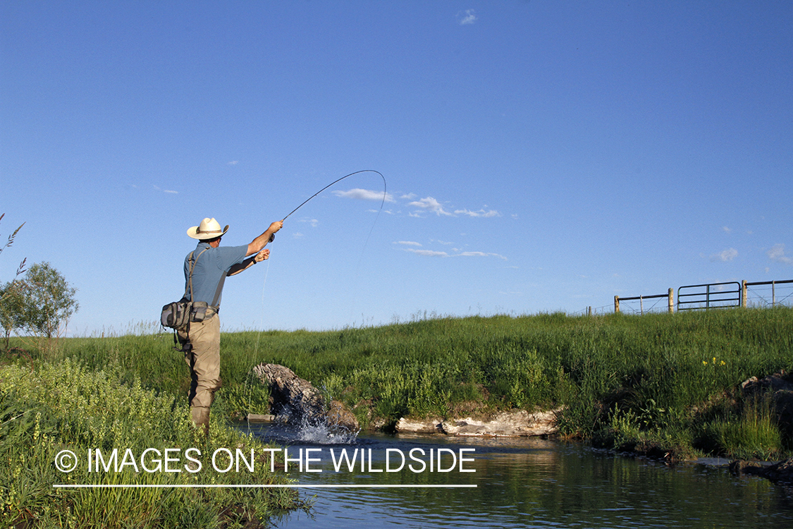 Flyfisherman fighting with fish.