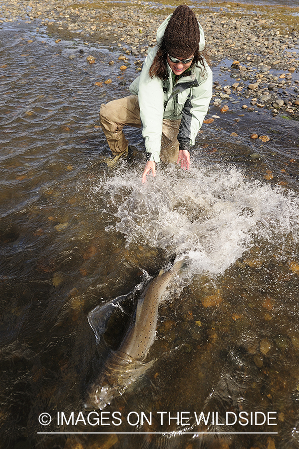 Flyfisherman with sea-run brown trout.