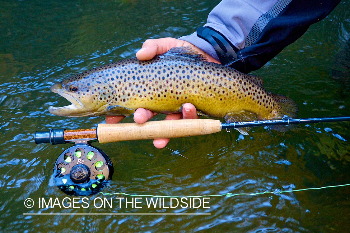 Flyfisherman releasing brown trout.