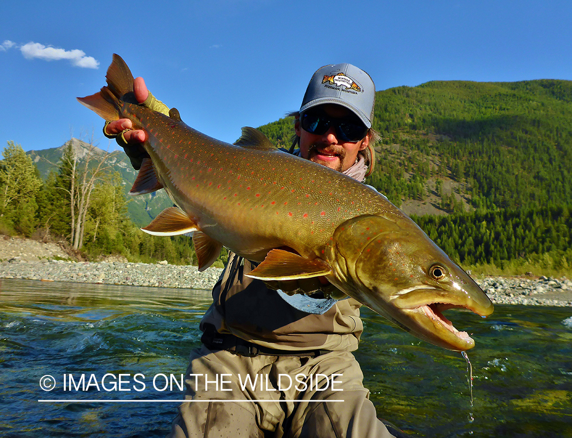 Flyfisherman releasing bull trout.