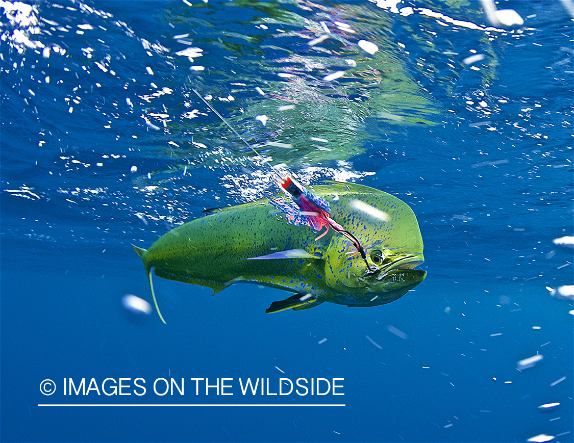 Hooked Dorado underwater.